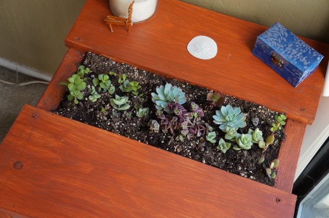 Seduced by Pinterest into making a succulent table